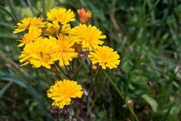 Flor amarilla