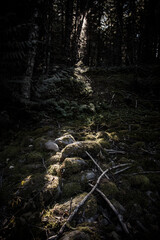 sunlight in the forest