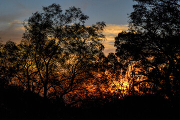 sunset in the forest