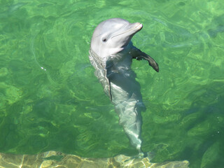dolphin jumping out of water