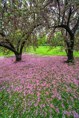 Naklejka premium Myriad of fallen Cherry petals cover the lawn under a pair of Cherry trees in the rainy morning at Central Park New York City NY USA on May 05 2019.