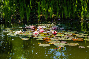 Obraz na płótnie Canvas Pink water lilies or lotus flowers Marliacea Rosea in garden pond.Close-up. Nymphs with water droplets on snowy petals and leaves. Floral landscape for nature wallpaper with copy space.Selective focus