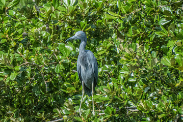 Fototapeta premium Little Blue Heron