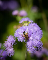 bee on a flower