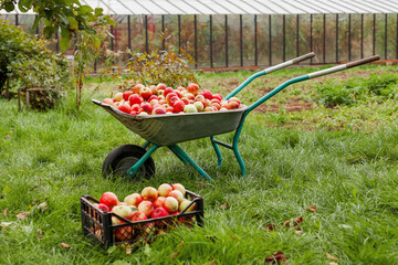 Autumn harvest - wheelbarrow and crate full of apples. Agricultural work at countryside - picking...