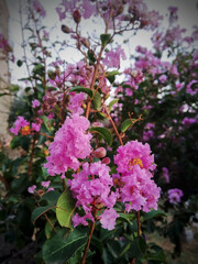 Purple  flowers in Anguillara Sabazia village, Blooming flowers in summer, Italy.Lagerstroemia indica x fauriei ‘Zuni’
Purple Crape Myrtle.