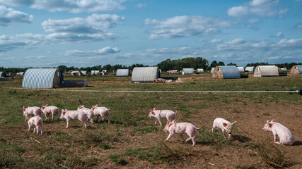 beautiful pigs at a English farm.