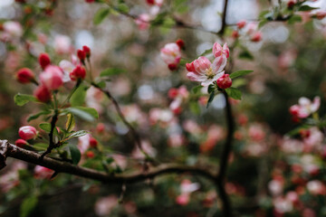 apple blossom