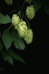 Bunch of green ripe hop cones on plantation against dark green background.