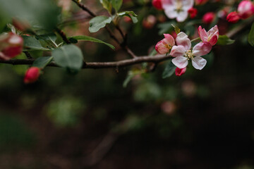 apple blossom
