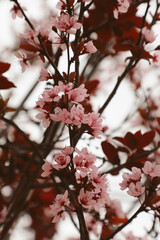 Pink cherry blossoms