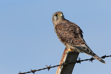 A hunting Kestrel, Falco tinnunculus, perching on a barbed wire fence.