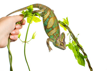 Colourful Yemeni cone-head chameleon (veiled chameleon) on a white background isolated © Kris