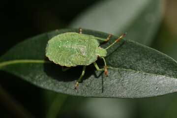 A Common green Shieldbug nymph, Palomena prasina, perching on a leaf.