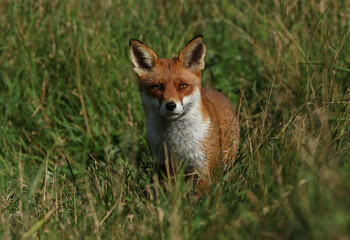 Naklejka na ściany i meble A wild Red Fox, Vulpes vulpes, hunting in a field in summer.