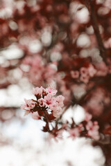 Pink cherry blossoms