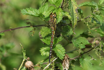 A female Migrant Hawker Dragonfly, Aeshna mixta, perching on a stinging nettle.