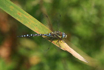 A male Migrant Hawker Dragonfly, Aeshna mixta, perching on a reed at the edge of a lake in the UK.