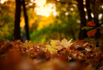 maple leaves in autumn park