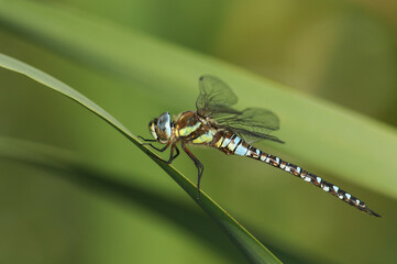 A male Migrant Hawker Dragonfly, Aeshna mixta, perching on a reed at the edge of a lake in the UK.