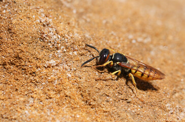A pretty Bee Wolf Wasp, Philanthus triangulum, digging a hole in the sand.