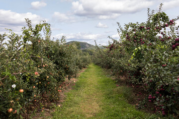 Fototapeta na wymiar Honey Crisp Apples and other varieties at the start of apple-picking season in the orchard on a partly sunny afternoon