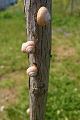 Estaca de caracoles