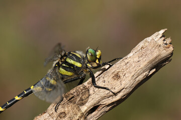 A head shot of a Golden-ringed Dragonfly, Cordulegaster boltonii, perching on a twig. 