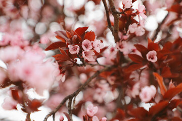 Pink cherry blossoms