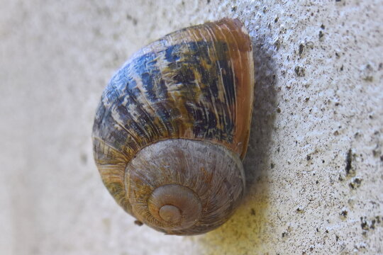 Caracol
