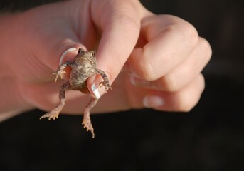  well manicured fingers holding a small toad, black background