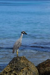 Yellow crowned Night Heron standing on the top of a rock water near the edge of water