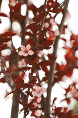 Pink cherry blossoms