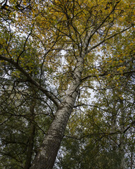 aspen tree is covered with yellow foliage on a cloudy day.