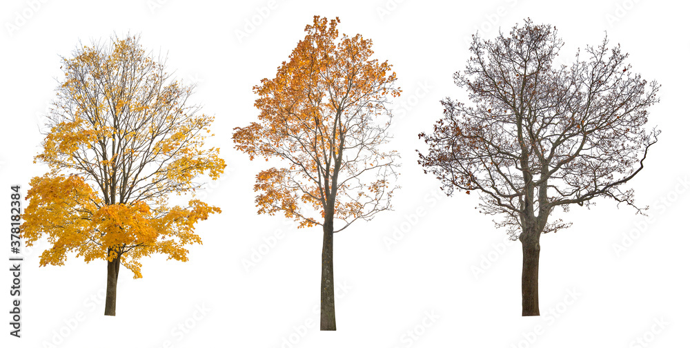 Canvas Prints three autumn large maple tree isoalted on white