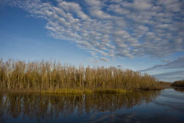 Psel river and deciduous forest, panoramic landscape.