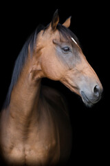 Fototapeta na wymiar A bay thoroughbred horse in front of a black background, facing to the right