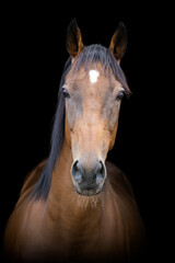 A bay thoroughbred horse in front of a black background, facing the camera