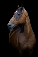 A bay thoroughbred horse in front of a black background, facing to the left