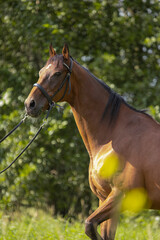 A bay thoroughbred horse wearing a bridle standing in a field by the trees on a warm summer day, close up portrait