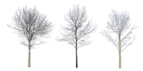 bare winter three isolated trees
