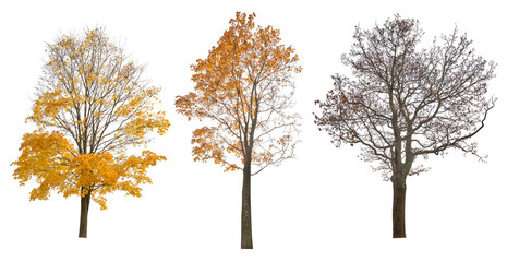 three autumn large maple tree isoalted on white