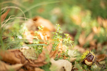 Chestnut on colorful autumn leaves background. Blurred, selective focus.