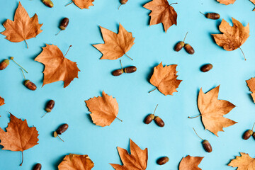 Autumn leaves with acorns composition pattern on pastel blue background from above. Maple leaf...