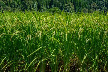 青い稲穂と水田風景　鹿児島県出水平野