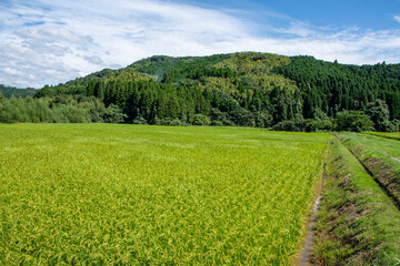 青い稲穂と水田風景　鹿児島県出水平野