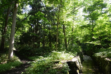 Obraz premium 森の中の遊歩道