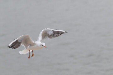Seagull in flight