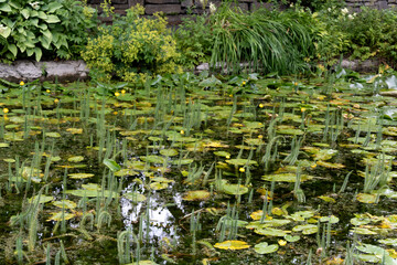 Green plants in a pond