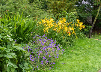 Yellow and blue flowers in the garden